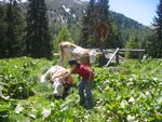 Familien-Sommer  (= Familie-Zomer)