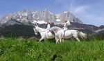Auf dem R&uuml;cken der Lipizzaner