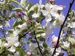 Primavera in Alto Adige- Fioritura dei meli