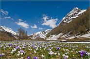 Mountain Spring