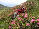D&iacute;as de la rosa del pasto alpin "Almrosentag"
