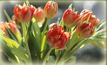 FR&Uuml;HLINGSERWACHEN