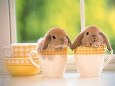 easter week