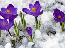 spring weeks