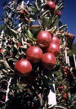 Semaine de la Pomme