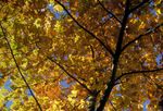 Goldener Herbst 2008 | (30.08. - 06.09.08)