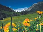 Sommerrurlaub in der Ferienregion Gschnitztal